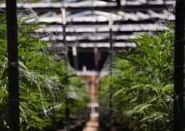 The Budding Marijuana Market and Its Impact on Commercial Real Estate