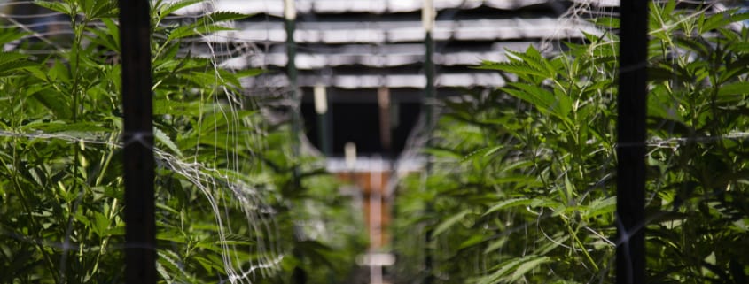 The Budding Marijuana Market and Its Impact on Commercial Real Estate