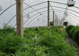 Why the Industrial Hemp Market is Expected to Boom in the Next 5 Years