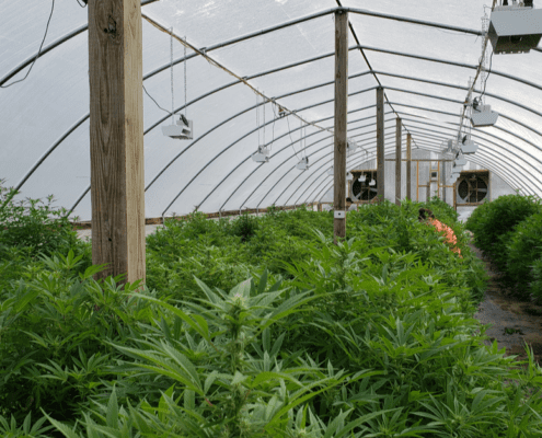 Why the Industrial Hemp Market is Expected to Boom in the Next 5 Years