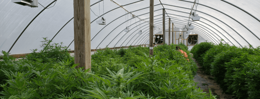 Why the Industrial Hemp Market is Expected to Boom in the Next 5 Years